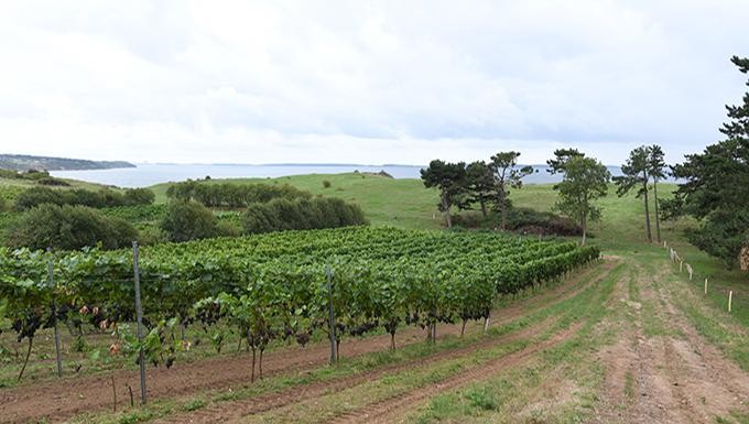 Vinruten