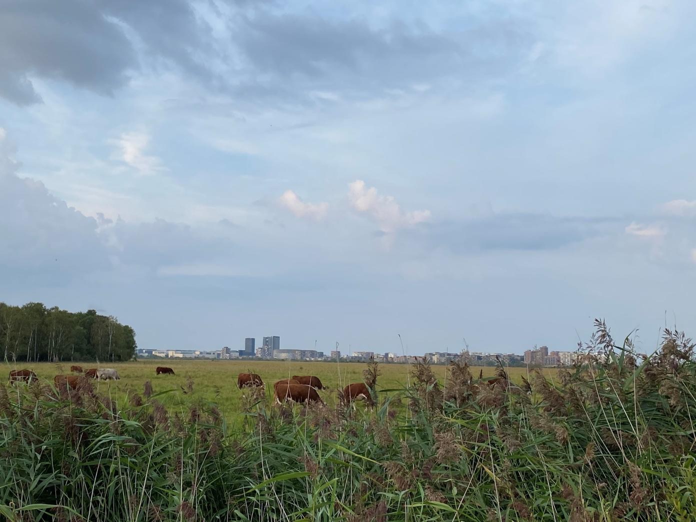 Bynær Natur