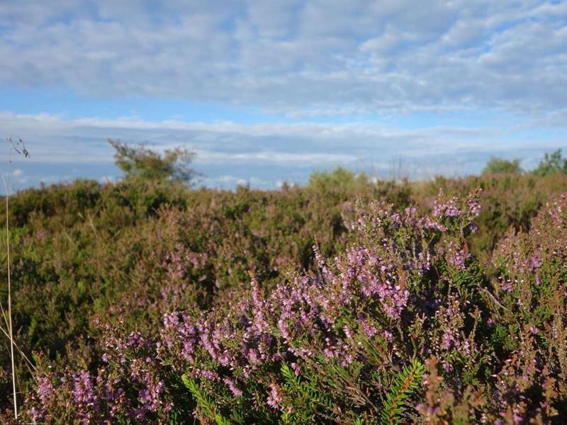 Ringkøbing-Skive, Rute 18