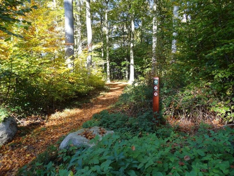 Mouintainbike i Danstrup hegn